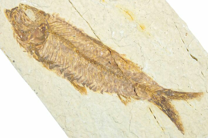 Bargain, Detailed Fossil Fish (Knightia) - Wyoming #333977